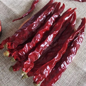 四川木马山二荆条微辣香，薄皮二荆条红油二荆条