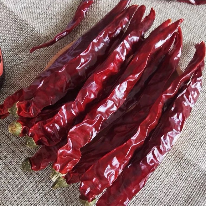 四川木马山二荆条微辣香，薄皮二荆条红油二荆条