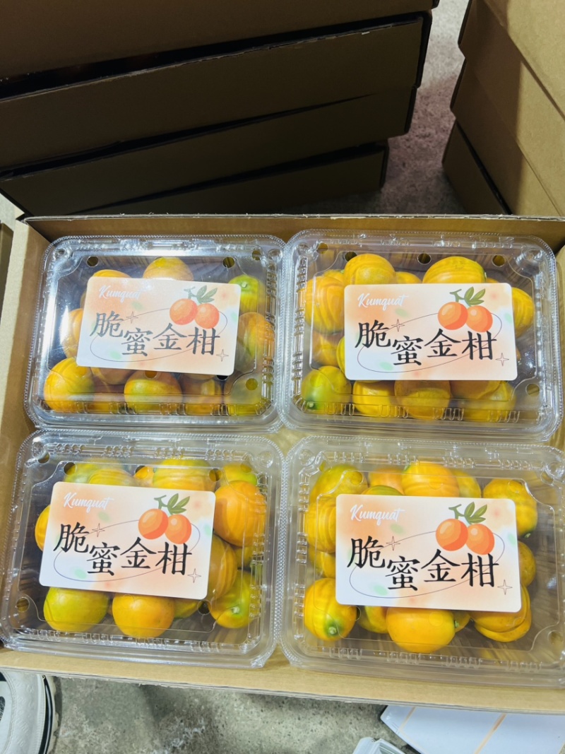 四川大凉山脆蜜金柑万亩种植基地
