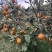 四川大凉山脆蜜金柑万亩种植基地