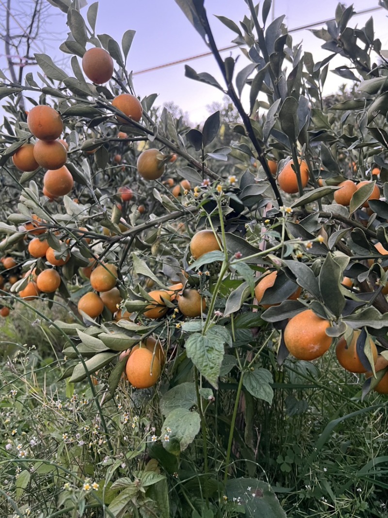 四川大凉山脆蜜金柑万亩种植基地