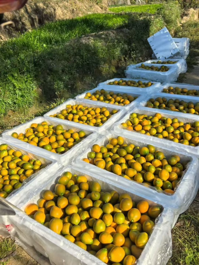 四川大凉山脆蜜金柑万亩种植基地