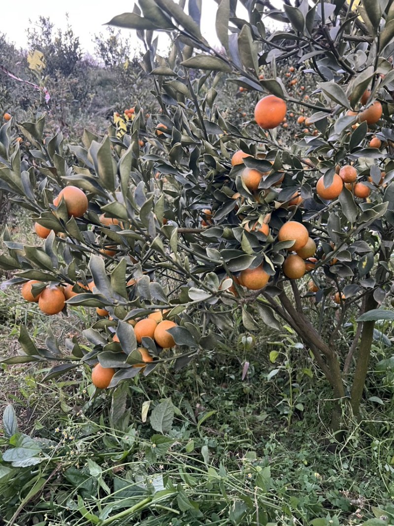 四川大凉山脆蜜金柑万亩种植基地