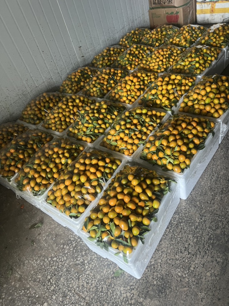 四川大凉山脆蜜金柑万亩种植基地