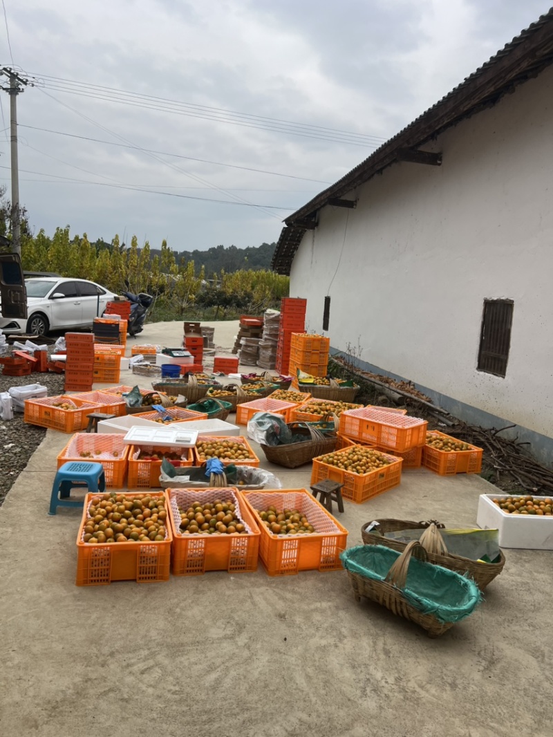 四川大凉山脆蜜金柑万亩种植基地