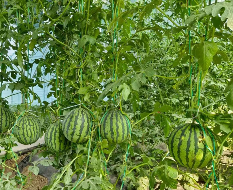 金翠玉黄肉礼品西瓜种子早熟花皮黄肉薄皮西瓜种子鲜黄瓤西瓜