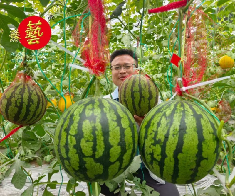 金翠玉黄肉礼品西瓜种子早熟花皮黄肉薄皮西瓜种子鲜黄瓤西瓜