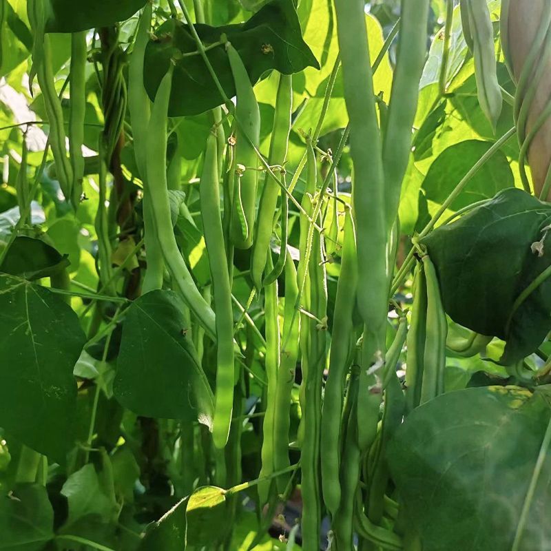 青龙9号小金豆种子中早熟无限生长型肉豆无筋四季豆架豆