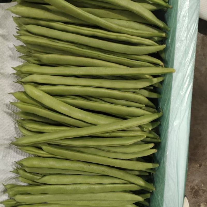 青龙9号小金豆种子中早熟无限生长型肉豆无筋四季豆架豆