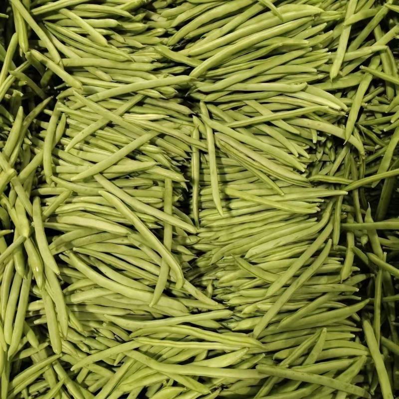 青龙9号小金豆种子中早熟无限生长型肉豆无筋四季豆架豆
