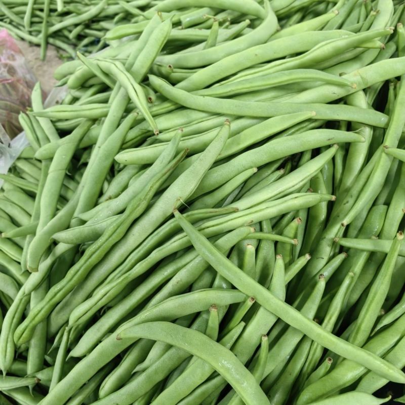 青龙9号小金豆种子中早熟无限生长型肉豆无筋四季豆架豆