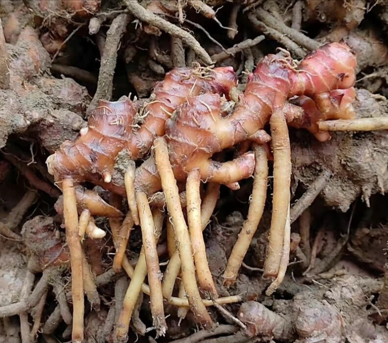 阳春风姜