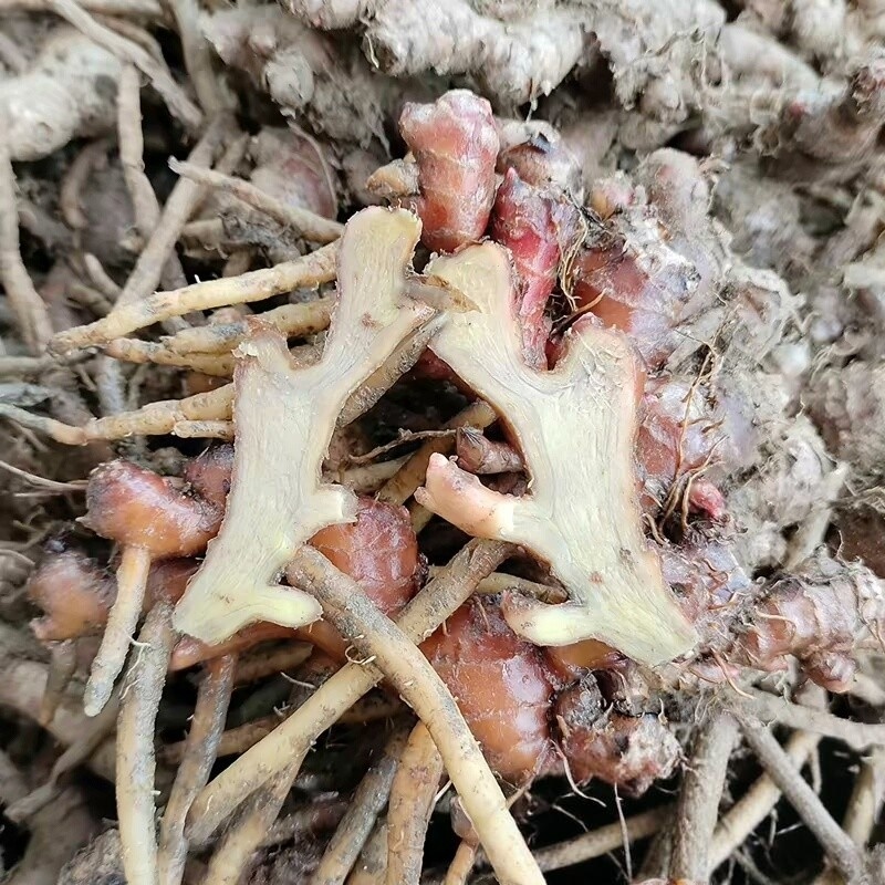 阳春风姜