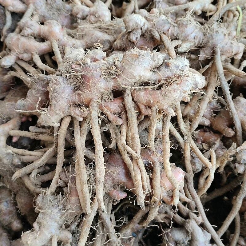 阳春风姜