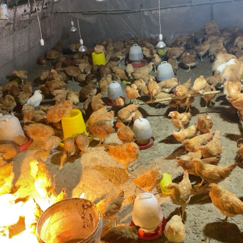 草鸡脱温鸡苗，防疫已做