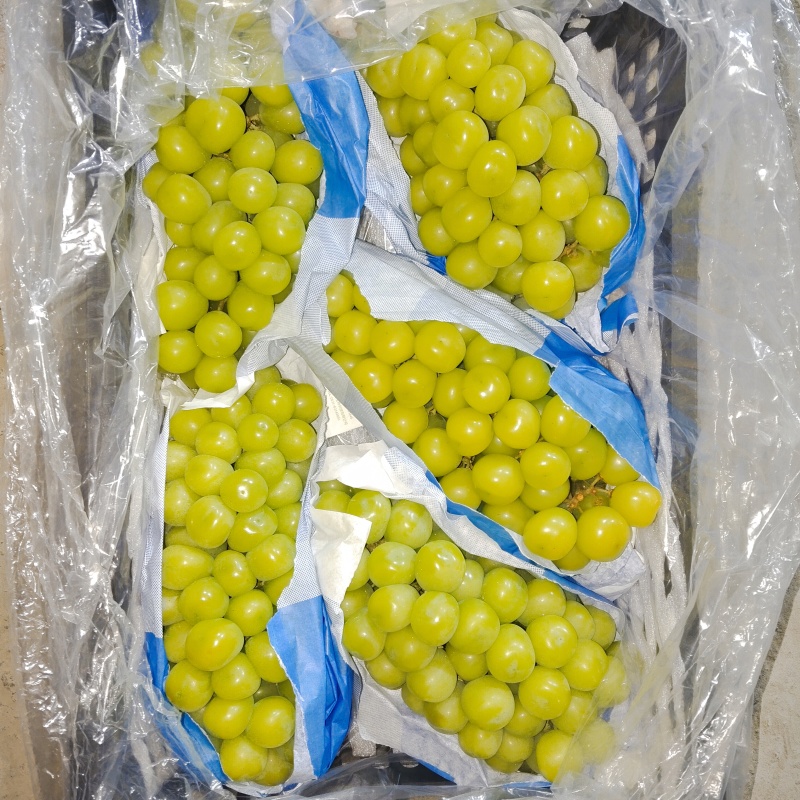 阳光玫瑰