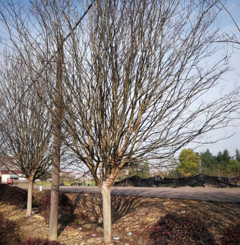 占地红花老紫微，12一15公分，1.5一2米截杆，大量