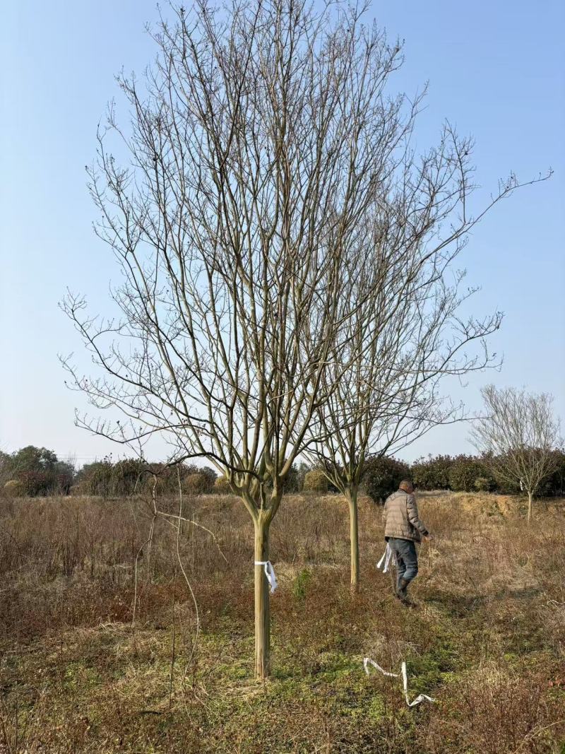 占地红花老紫微，12一15公分，1.5一2米截杆，大量