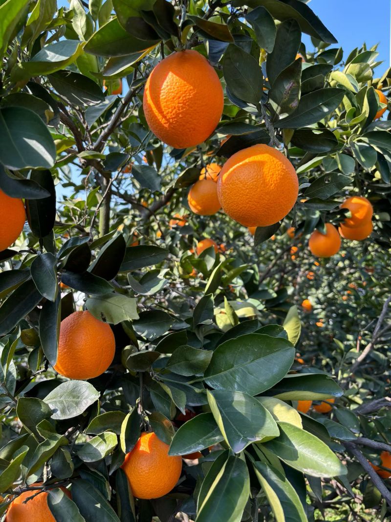 奉节一手货源九月红果冻橙对接全国量大从优欢迎询价热卖中