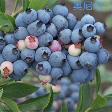 蓝莓奥尼尔8053兔眼0175大量供应苗木