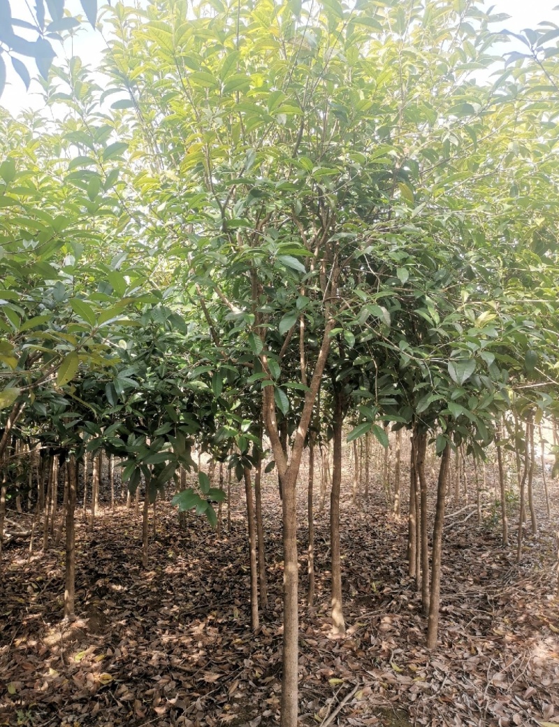 丹桂苗，大量供应40一2米高丹桂苗