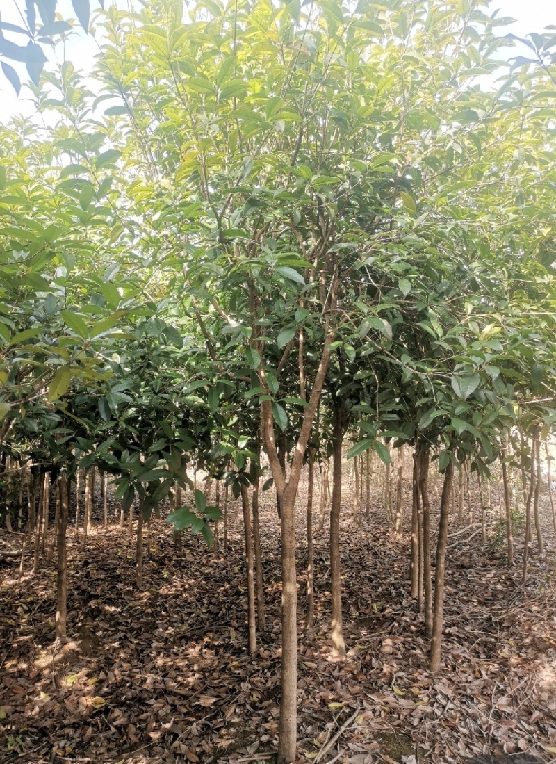 丹桂苗，大量供应40一2米高丹桂苗