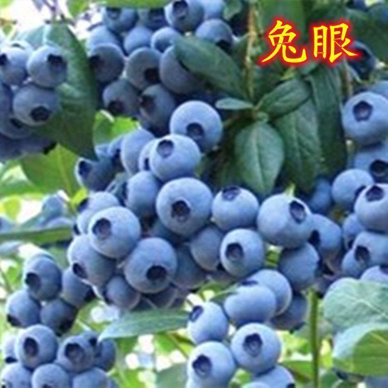 蓝莓奥尼尔8053兔眼0175大量供应苗木