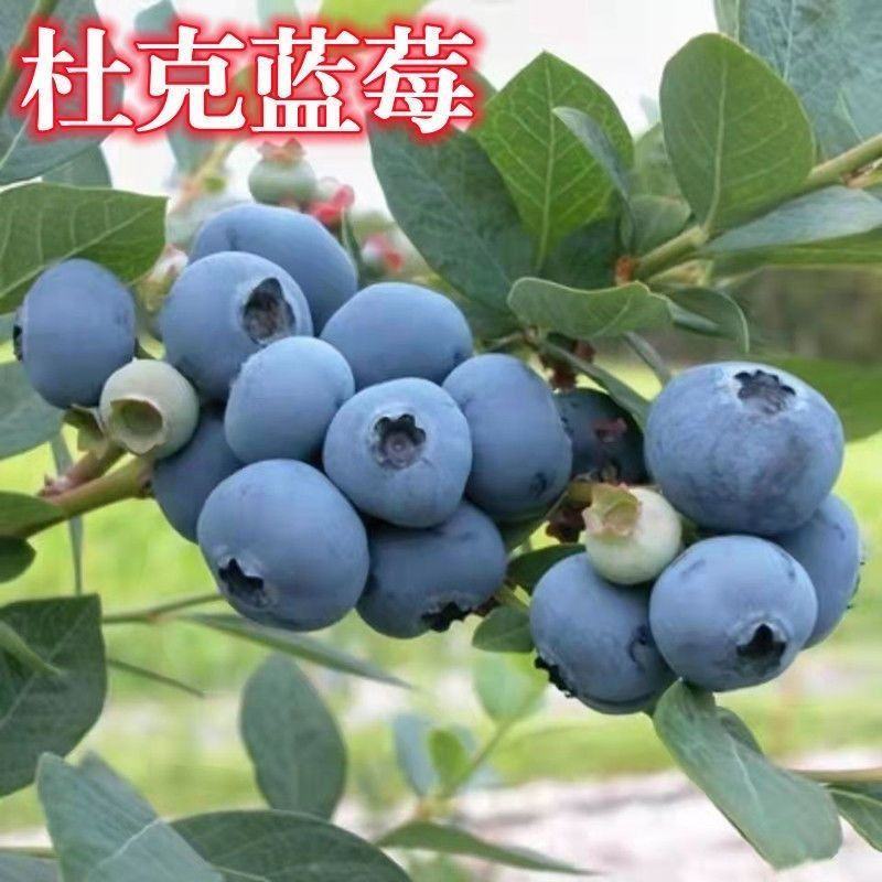 蓝莓奥尼尔8053兔眼0175大量供应苗木