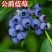 蓝莓奥尼尔8053兔眼0175大量供应苗木