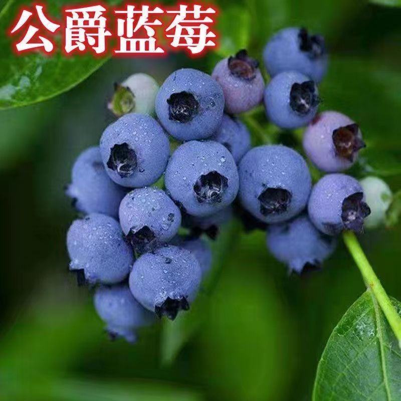 蓝莓奥尼尔8053兔眼0175大量供应苗木