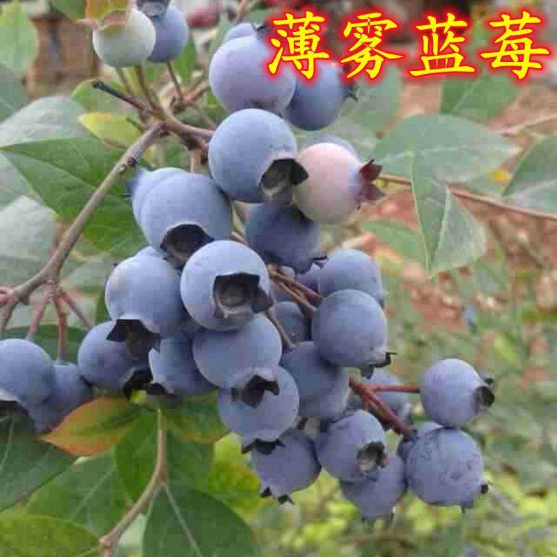 蓝莓奥尼尔8053兔眼0175大量供应苗木