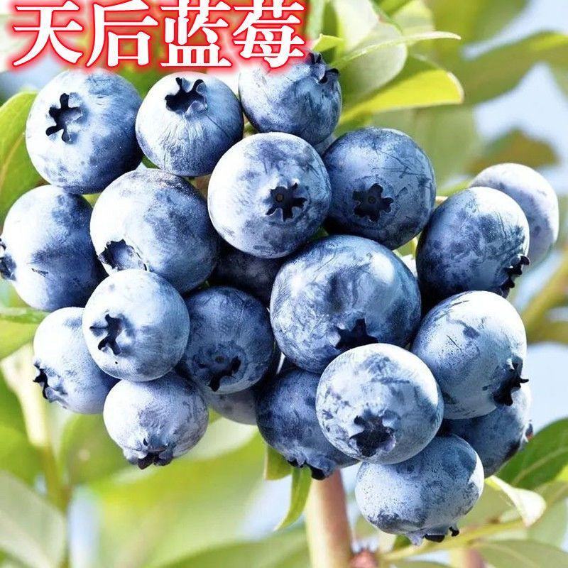 蓝莓奥尼尔8053兔眼0175大量供应苗木