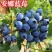 蓝莓奥尼尔8053兔眼0175大量供应苗木