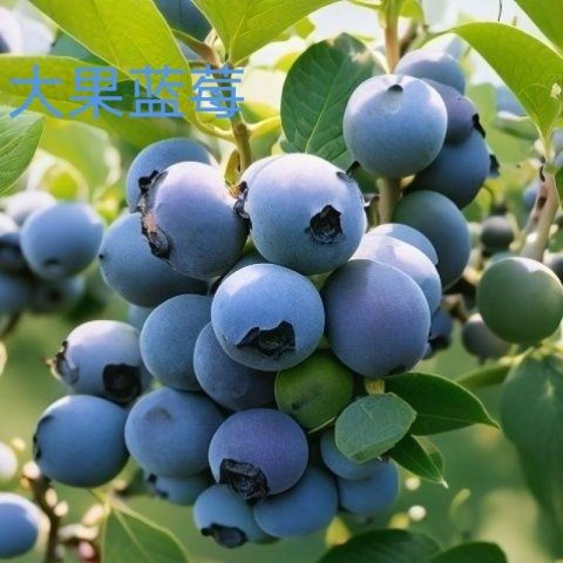 蓝莓奥尼尔8053兔眼0175大量供应苗木