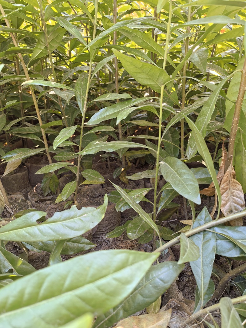一年木荷杯苗，粗度0.3-0.8、两年1公分木荷杯苗
