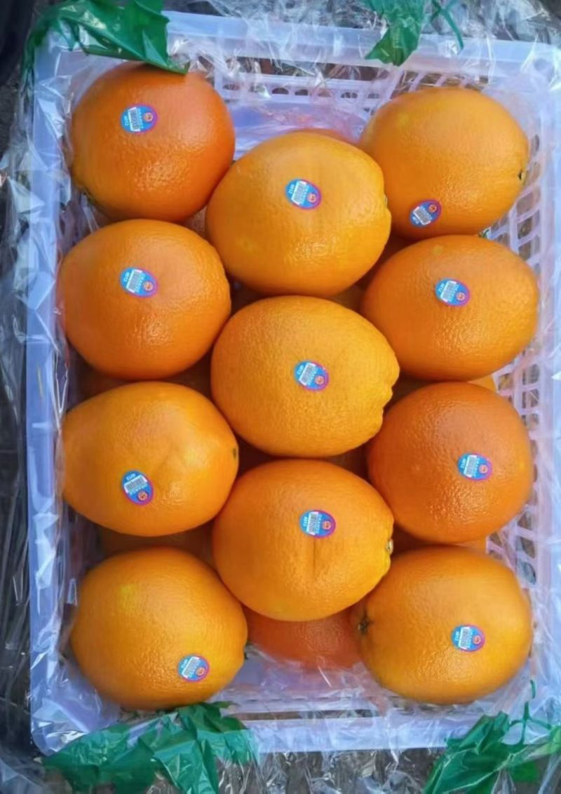 奉节纽荷尔脐橙清甜多汁对接全国量大从优欢迎采购热卖