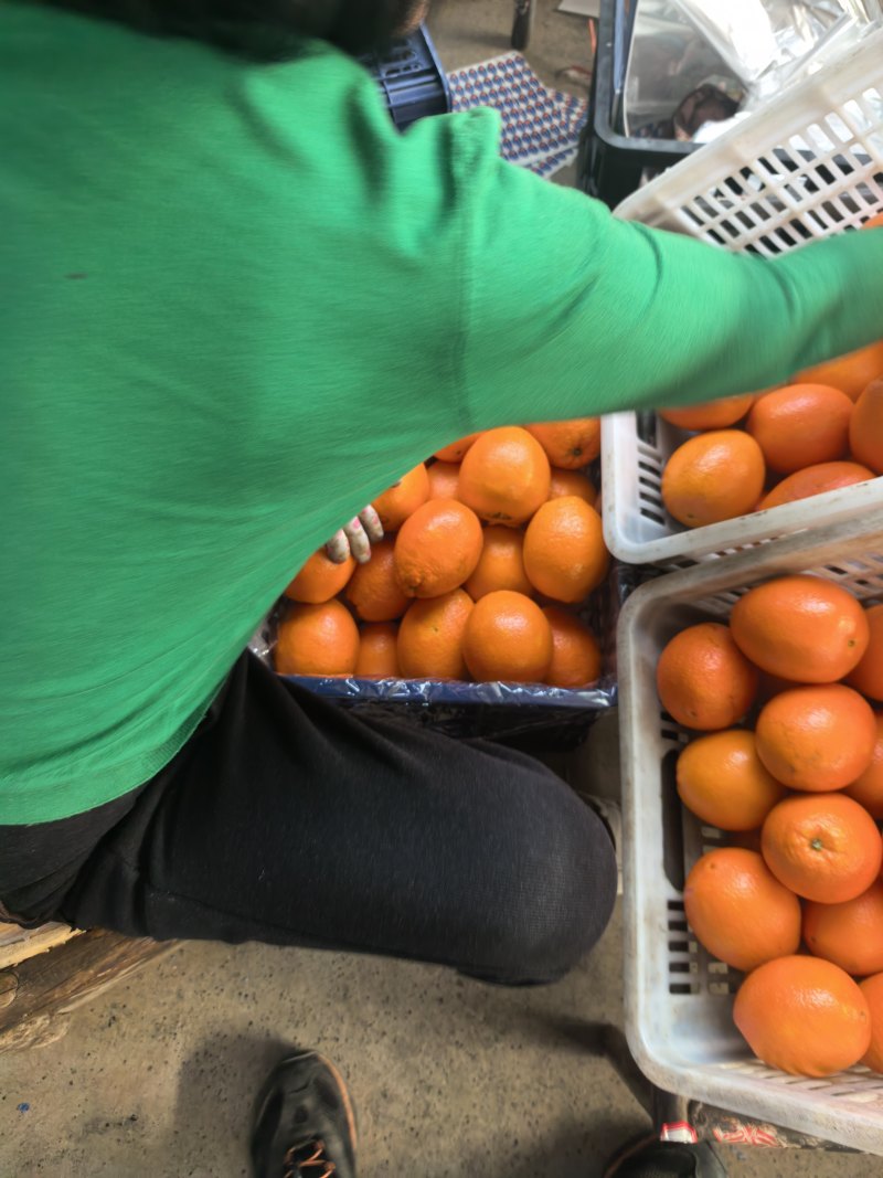 奉节纽荷尔脐橙清甜多汁对接全国量大从优欢迎采购热卖