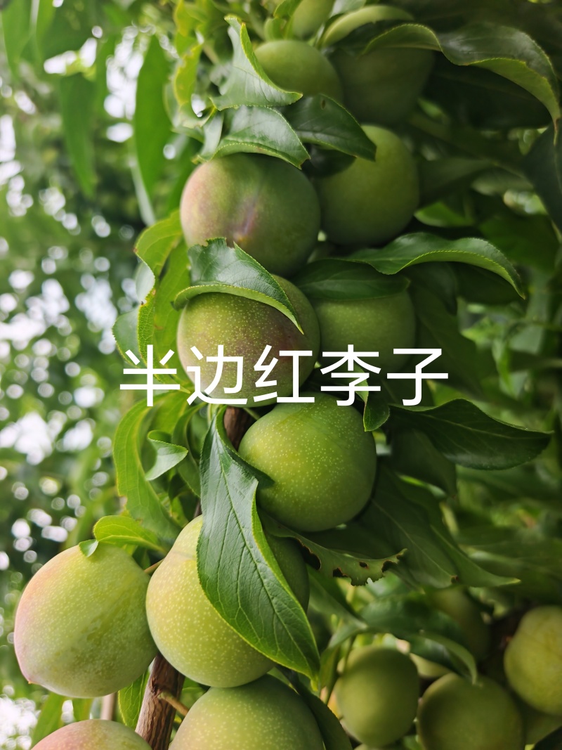 半边红李子苗果皮较薄，果肉黄绿色，离核