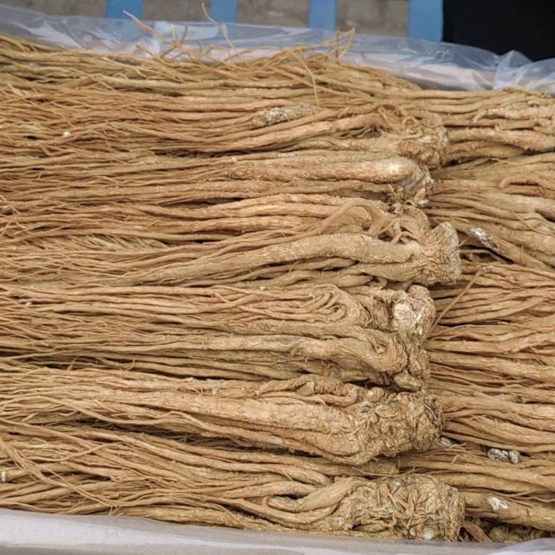精品有硫水洗黄当归批发