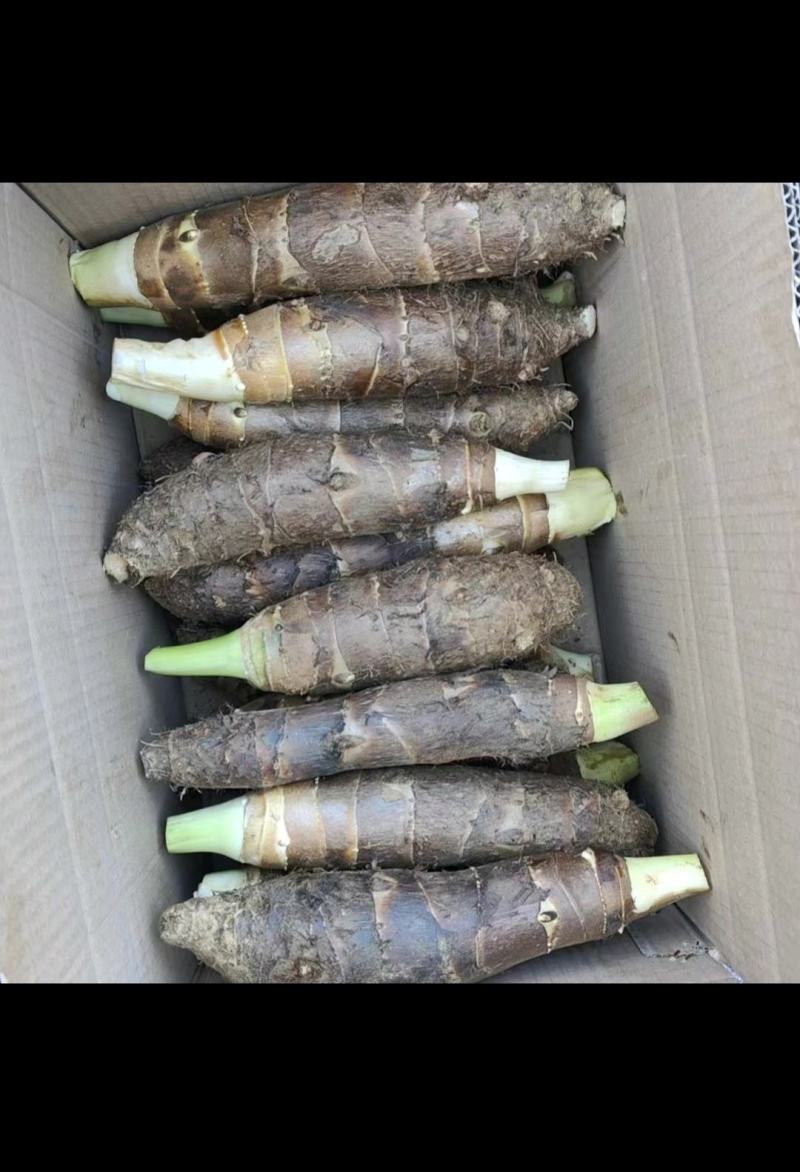 高钙香芋大量供应