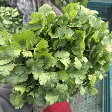 河南焦作大叶香菜