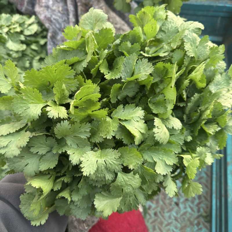 河南焦作大叶香菜