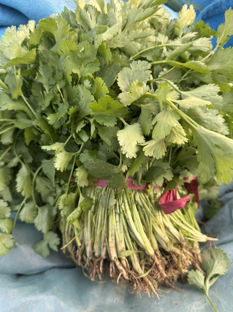 河南焦作大叶香菜