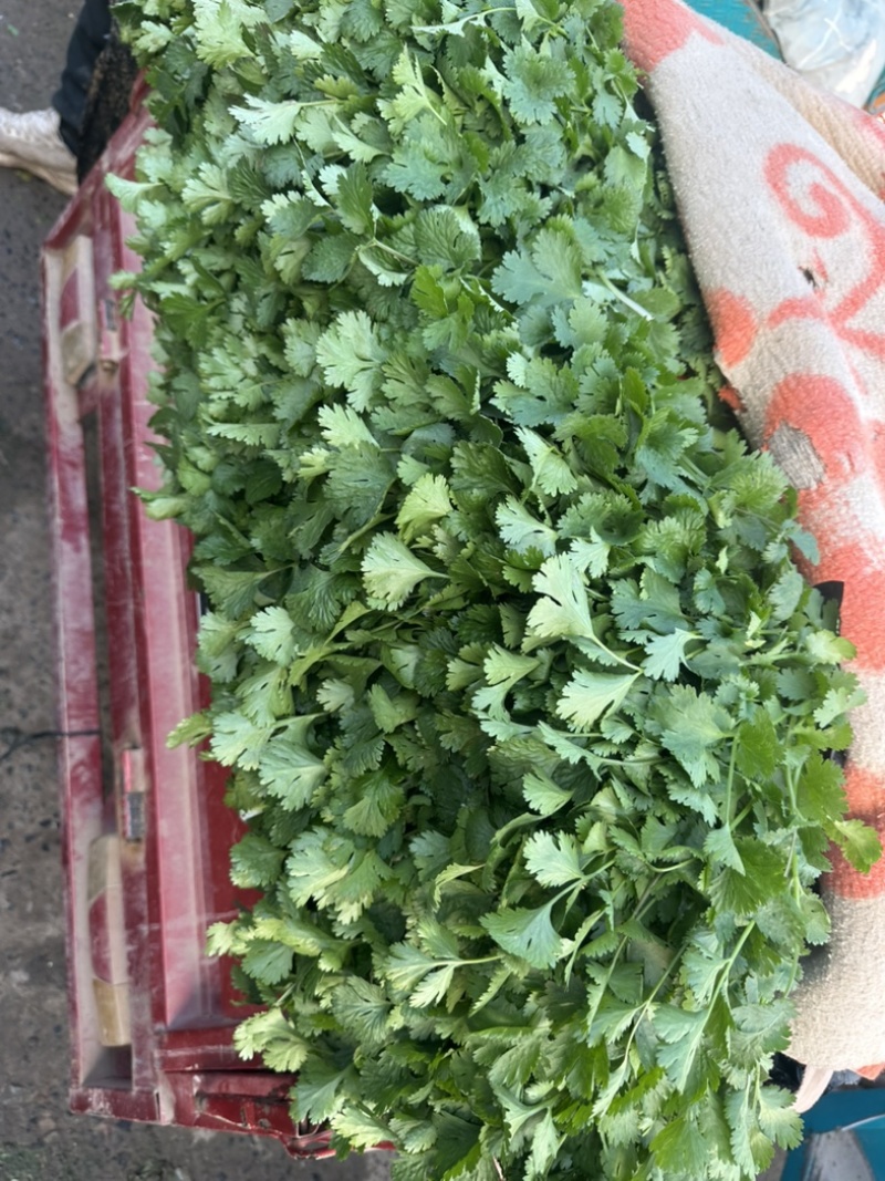 河南焦作大叶香菜