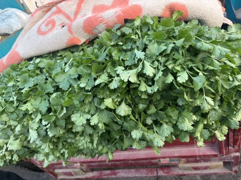 河南焦作大叶香菜