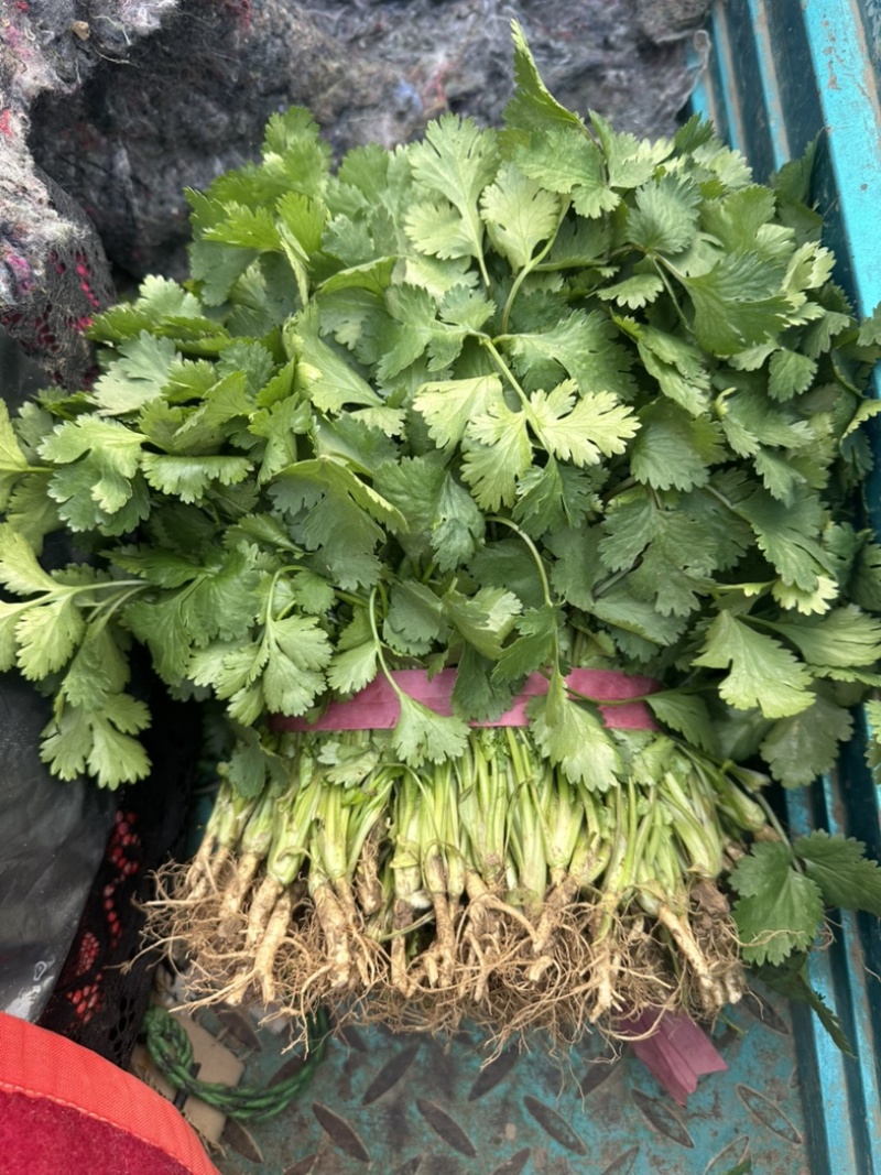 河南焦作大叶香菜