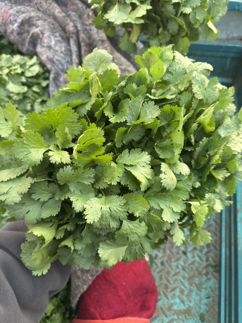 河南焦作大叶香菜