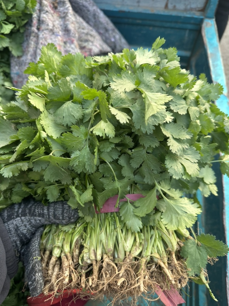 河南焦作大叶香菜
