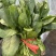 河南焦作大棚菠菜