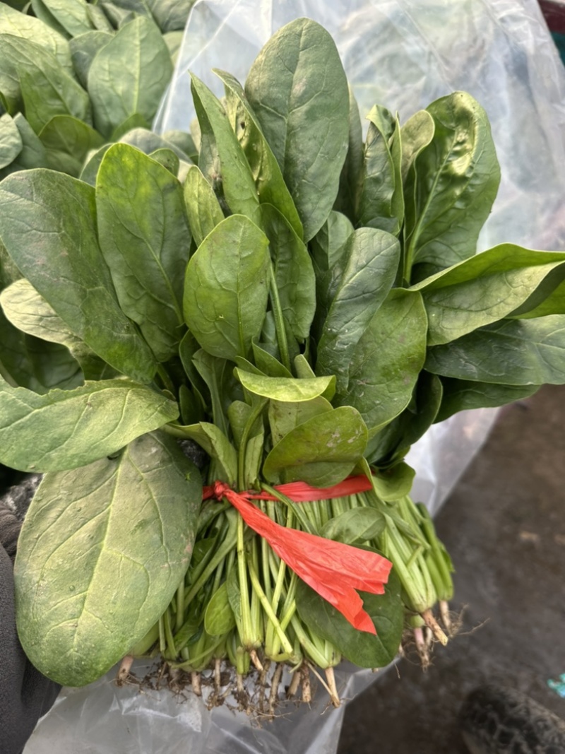 河南焦作大棚菠菜